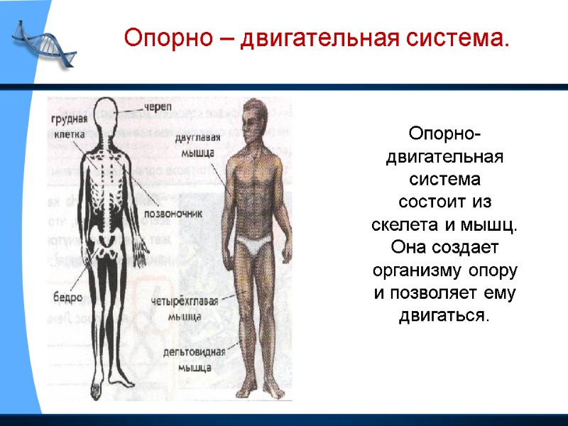 Опорно-двигательная система состоит из скелета и мышц. Она создает организму опору и позволяет ему